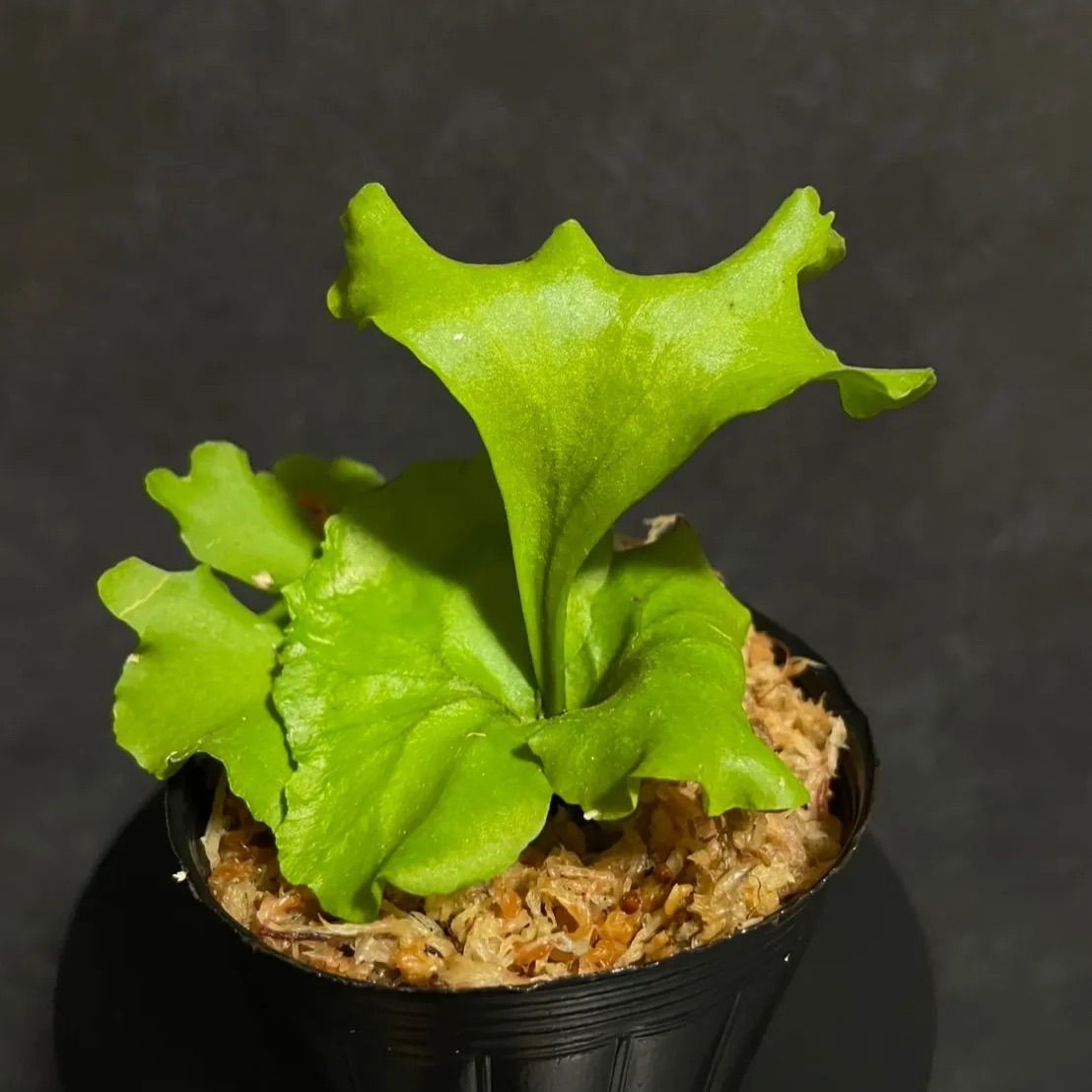 ビカクシダ モンキーキング-Platycerium Monkey King ビカクシダ リドレイ モンキーキング (Platycerium ridleyi 'Monkey