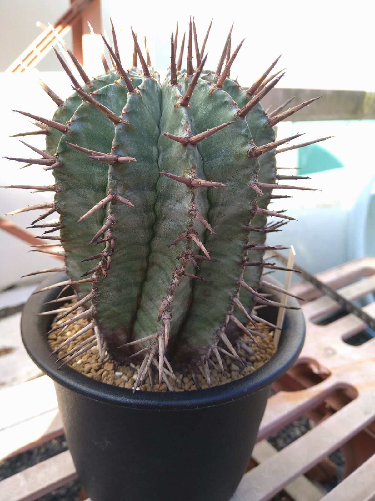 ホリダ マジョール ユーフォルビア - メルカリ