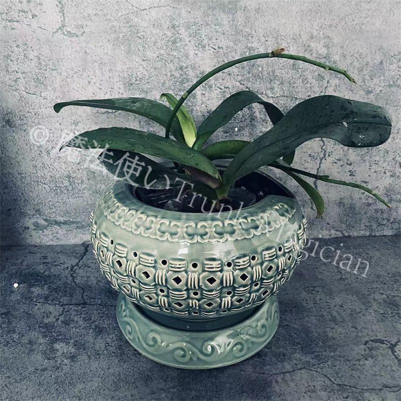 新品未使用】青磁 円形透かし彫り 陶器鉢 胡蝶蘭 文心蘭 ダンス蘭 緑植