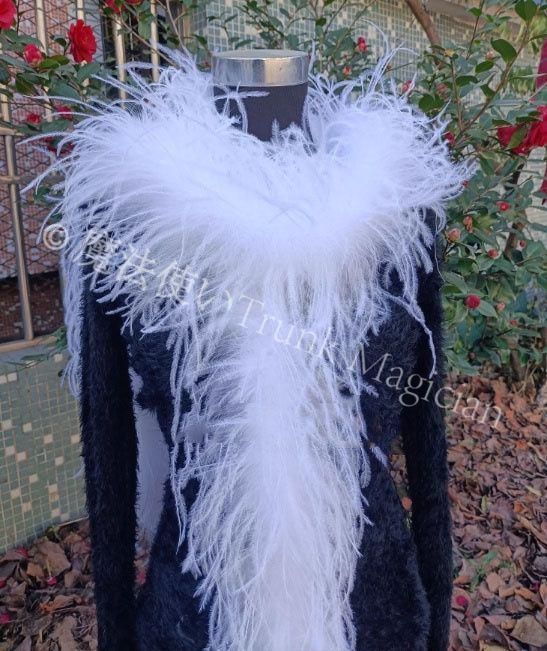 羽根 社交ダンス