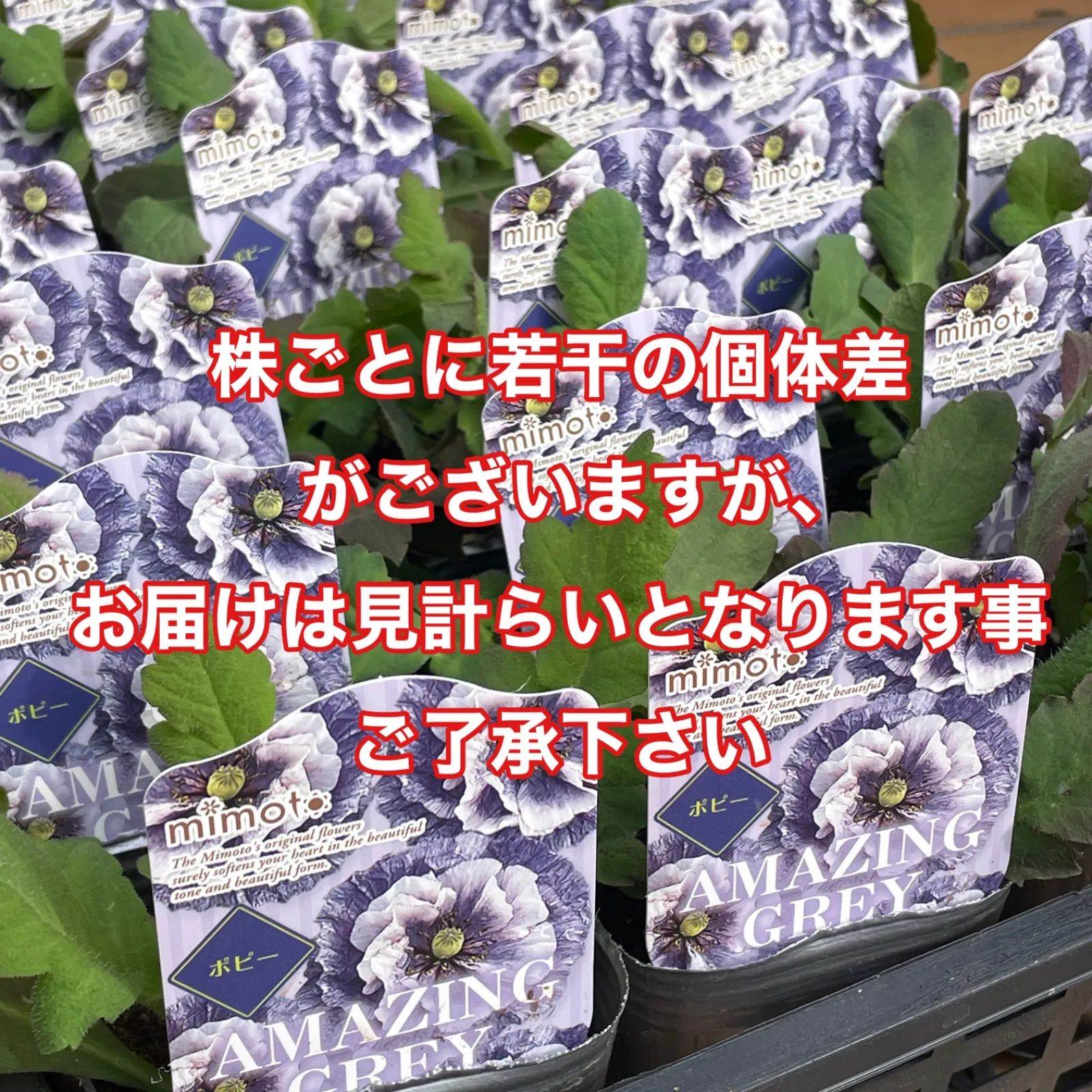 見元園芸　アメージンググレイ　3寸苗 見元さん】 ポピー 『アメージンググレー』 植え込み用 3寸POT
