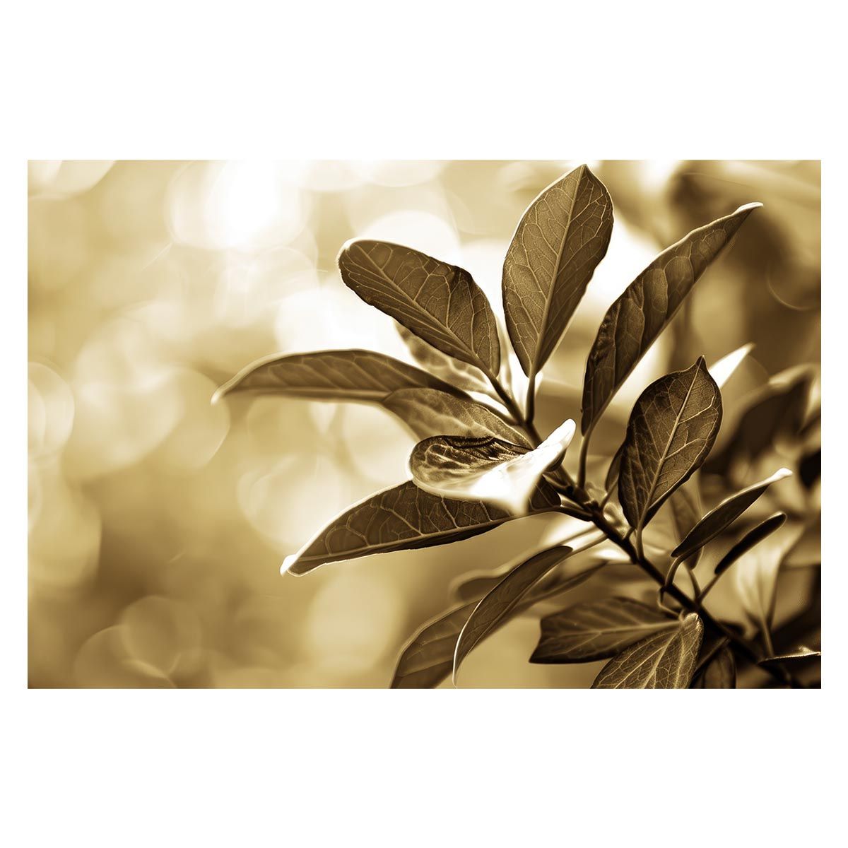 B1サイズ（約73x103cm）】【lh-poster-4578】植物 グリーン 注文