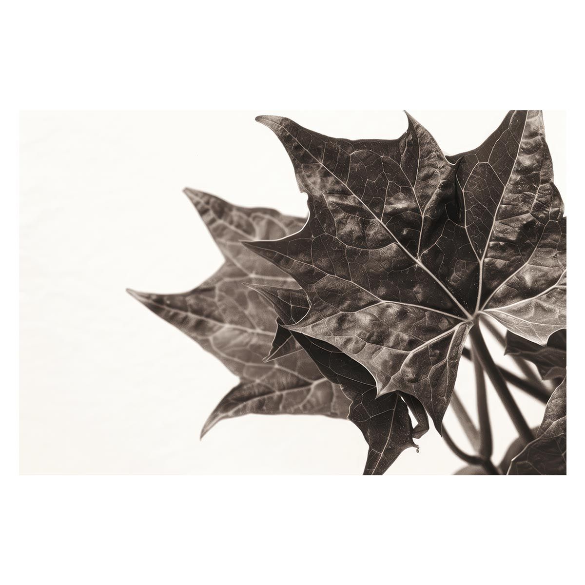 【A1サイズ（約59x84cm）】【lh-poster-4620】植物 グリーン 葉っぱ 観葉 ポスター ボタニカル 草 自然 インテリア アート