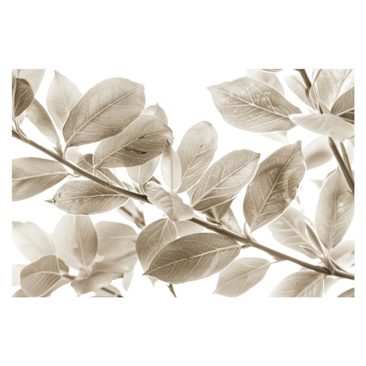 B2サイズ（約51x73cm）】【lh-poster-4624】植物 グリーン 葉っぱ 観葉