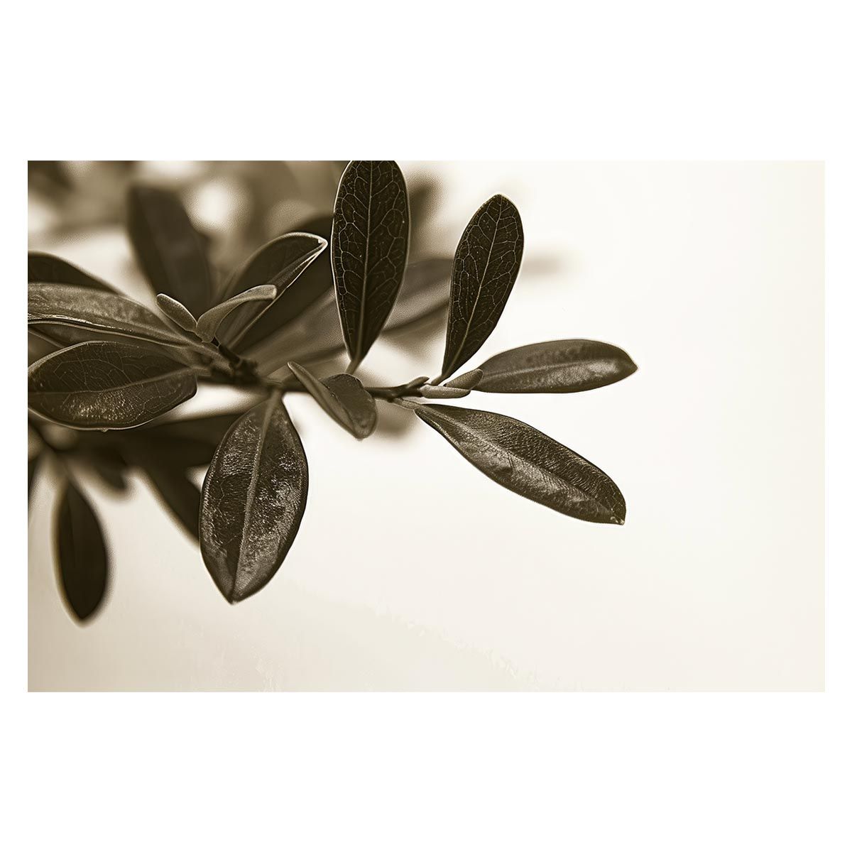 A3サイズ（約30×42cm）】【lh-poster-4629】植物 グリーン 葉っぱ 観葉