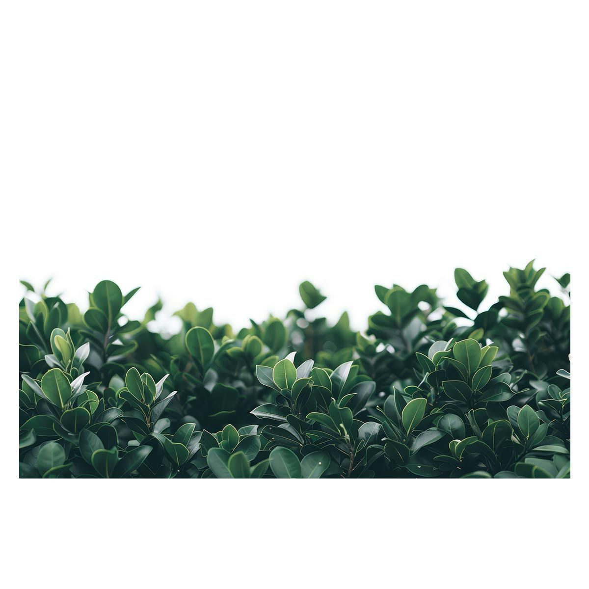 B3サイズ（約36x51cm）】【lh-poster-4644】植物 グリーン 葉っぱ 観葉