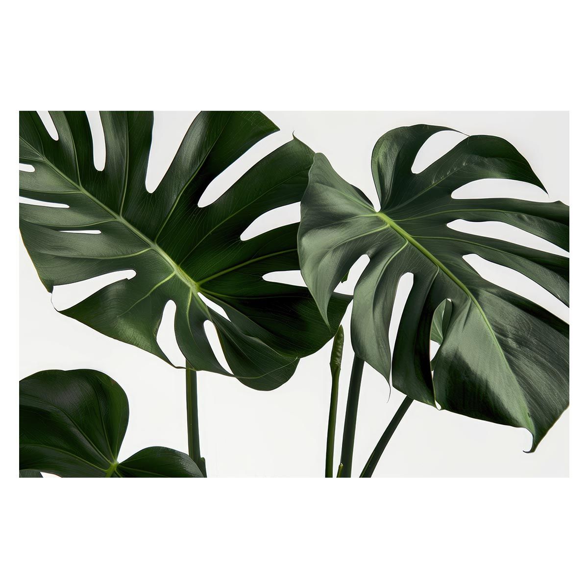 A3サイズ（約30×42cm）】【lh-poster-4655】植物 グリーン 葉っぱ 観葉