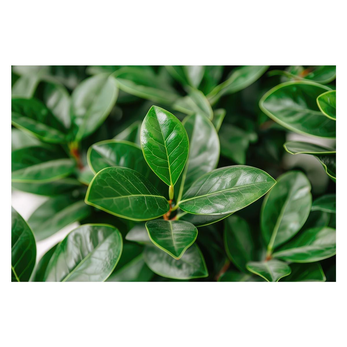 B2サイズ（約51x73cm）】【lh-poster-4770】植物 グリーン 葉っぱ 観葉