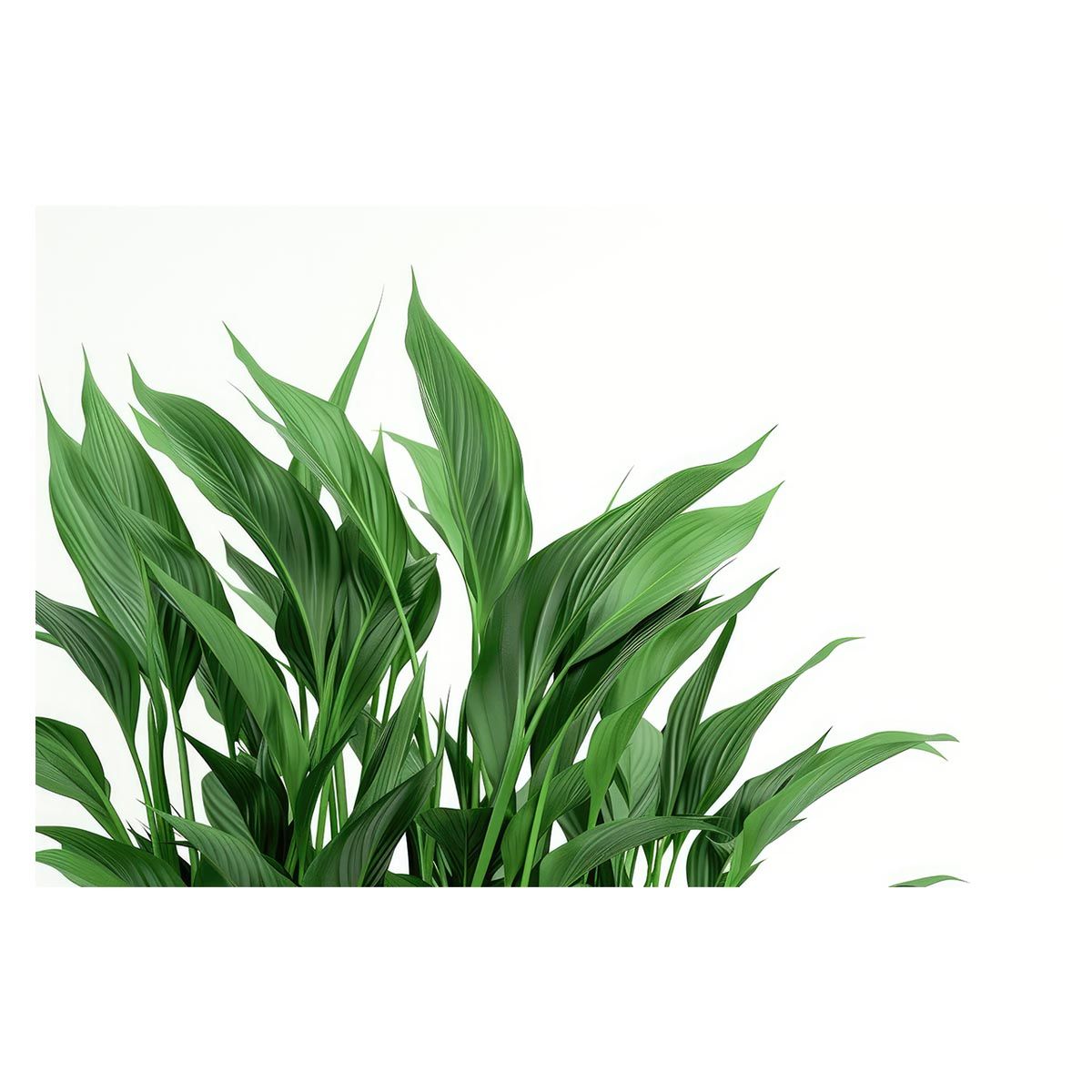 【A1サイズ（約59x84cm）】【lh-poster-4677】植物 グリーン 葉っぱ 観葉 ポスター ボタニカル 草 自然 インテリア アート