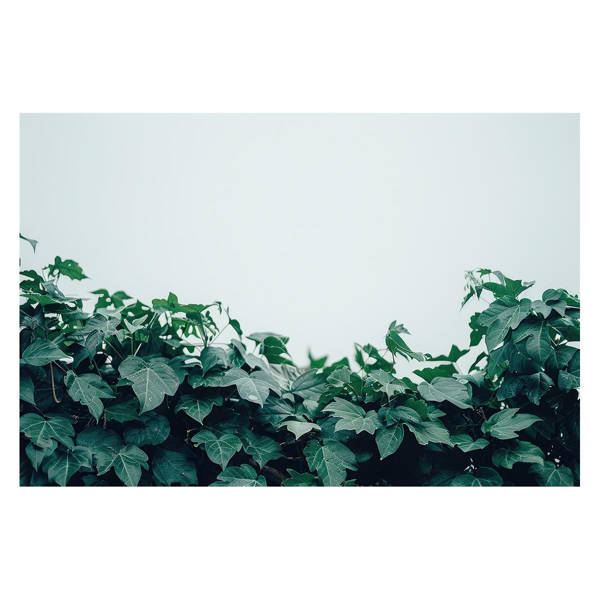 B1サイズ（約73x103cm）】【lh-poster-4578】植物 グリーン 注文