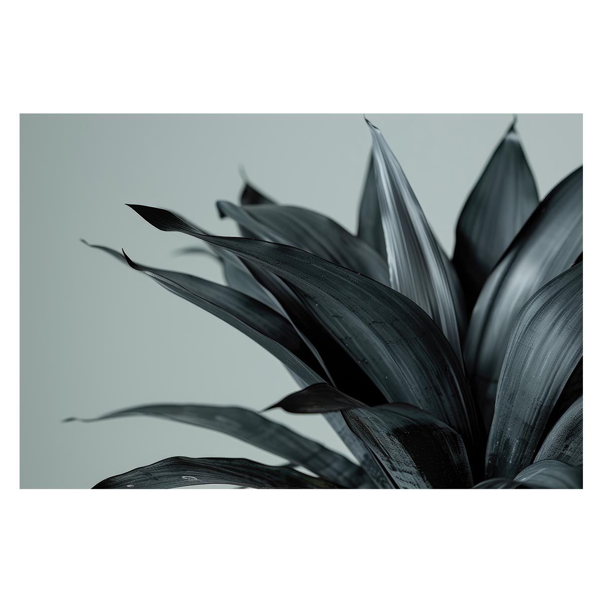 販売 極希少【1点物】アサヒガニ② 乾燥・色彩保存標本 除肉処理済