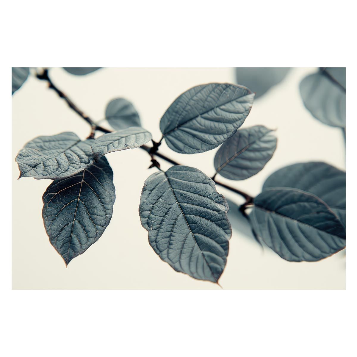 リンダ.ル.キンフ.リトグラフ、リトグラフ、マタニティーカラー