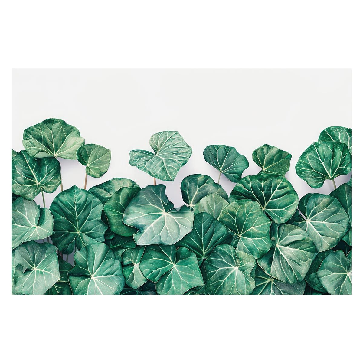 【B3サイズ（約36x51cm）】【lh-poster-4712】植物 グリーン 葉っぱ 観葉 ポスター ボタニカル 草 自然 インテリア  アート