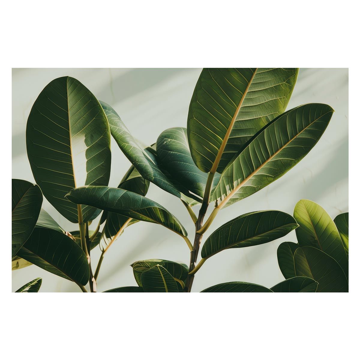 【A1サイズ（約59x84cm）】【lh-poster-4725】ゴムの木 フィカス 植物 グリーン 葉っぱ 観葉 ポスター ボタニカル 草 自然 インテリア アート