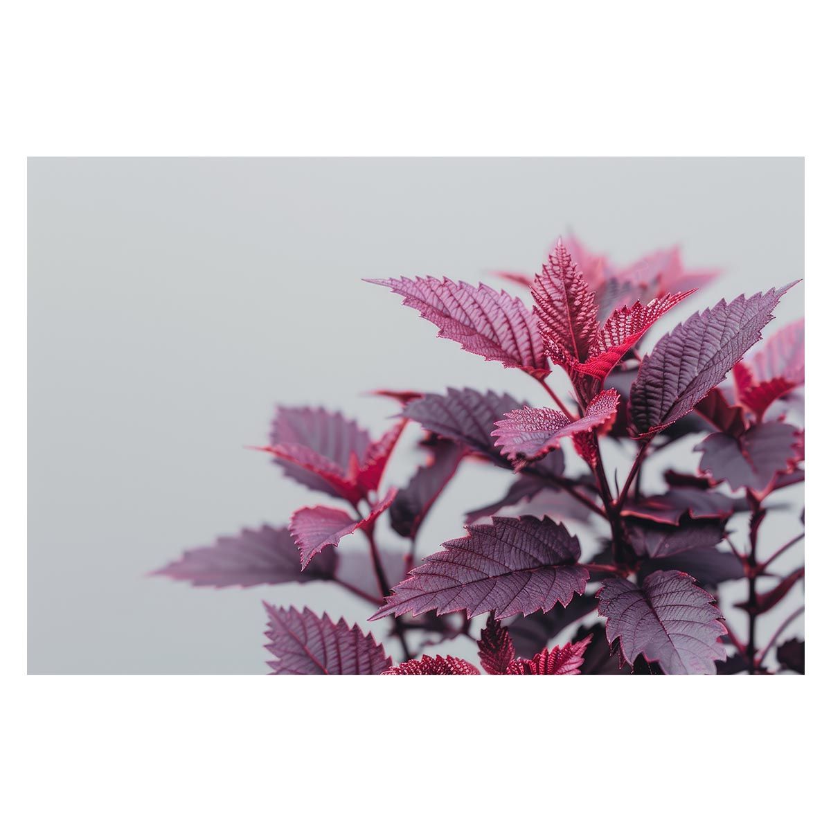 【B2サイズ（約51x73cm）】【lh-poster-4731】植物 グリーン 葉っぱ 観葉 ポスター ボタニカル 草 自然 インテリア アート