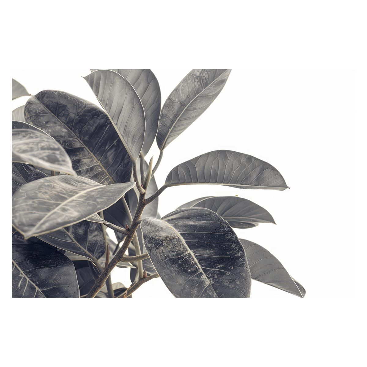 【B2サイズ（約51x73cm）】【lh-poster-4732】植物 グリーン 葉っぱ 観葉 ポスター ボタニカル 草 自然 インテリア アート