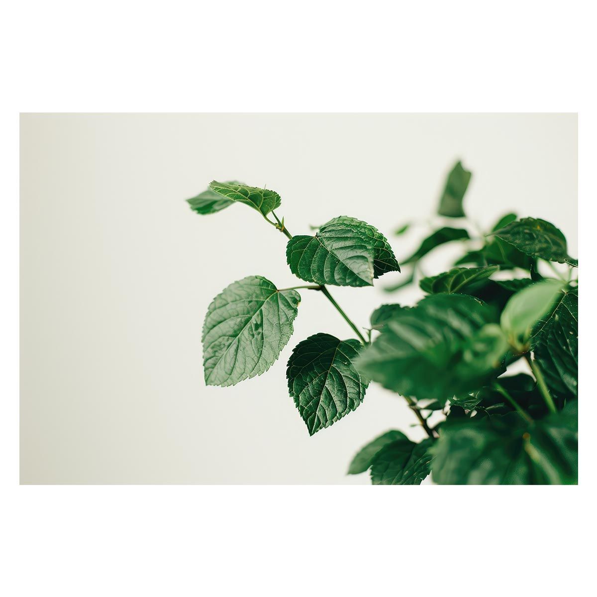 ハムラ堂 ハム男 ストーンクラック 最新 G.I.D Limited ペ