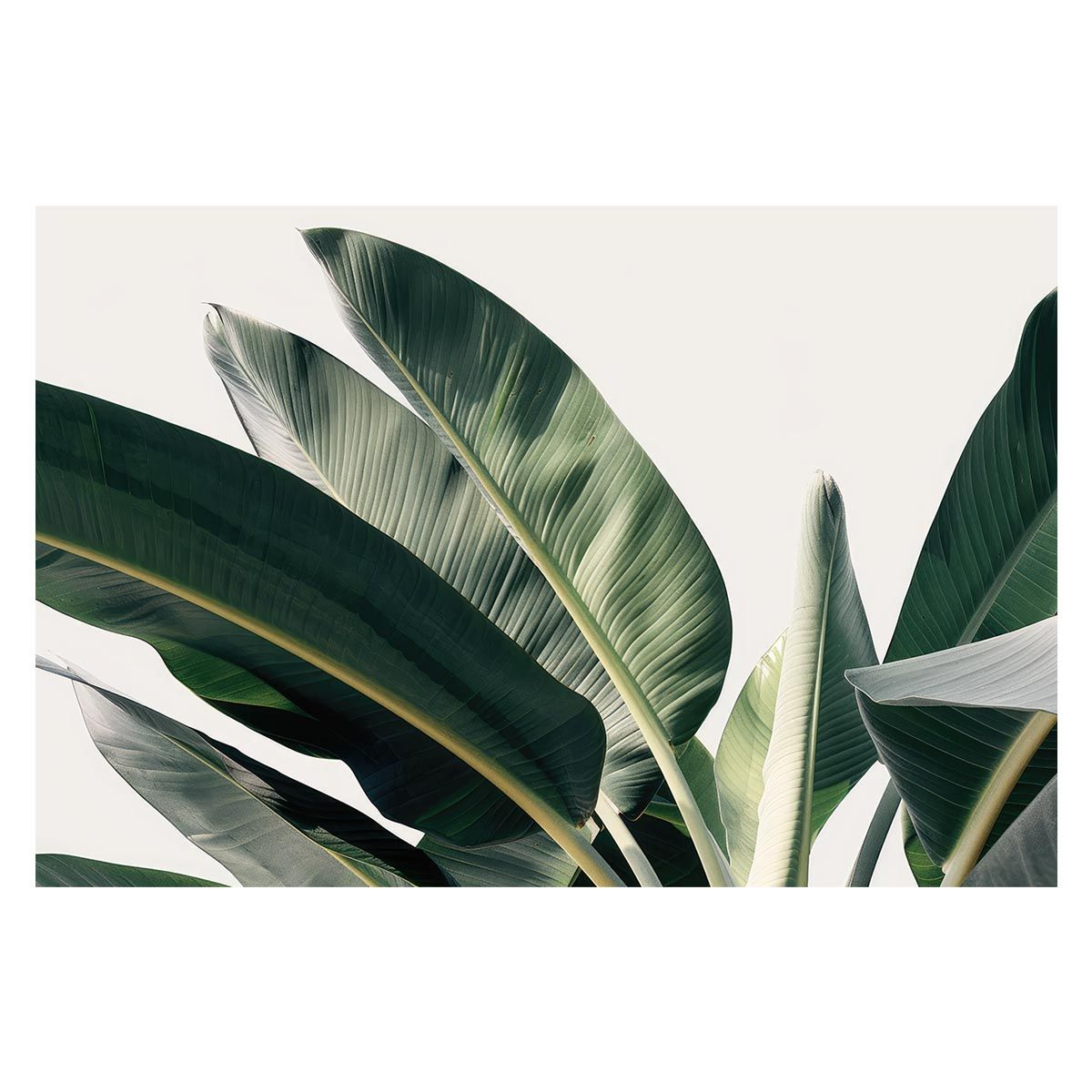 【A1サイズ（約59x84cm）】【lh-poster-4763】植物 グリーン 葉っぱ 観葉 ポスター ボタニカル 草 自然 インテリア アート