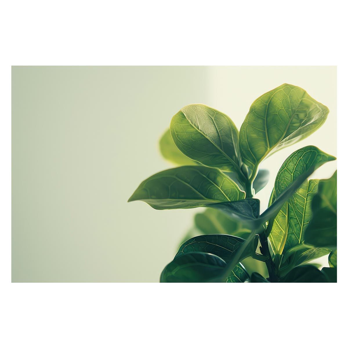 B2サイズ（約51x73cm）】【lh-poster-4770】植物 グリーン 葉っぱ 観葉