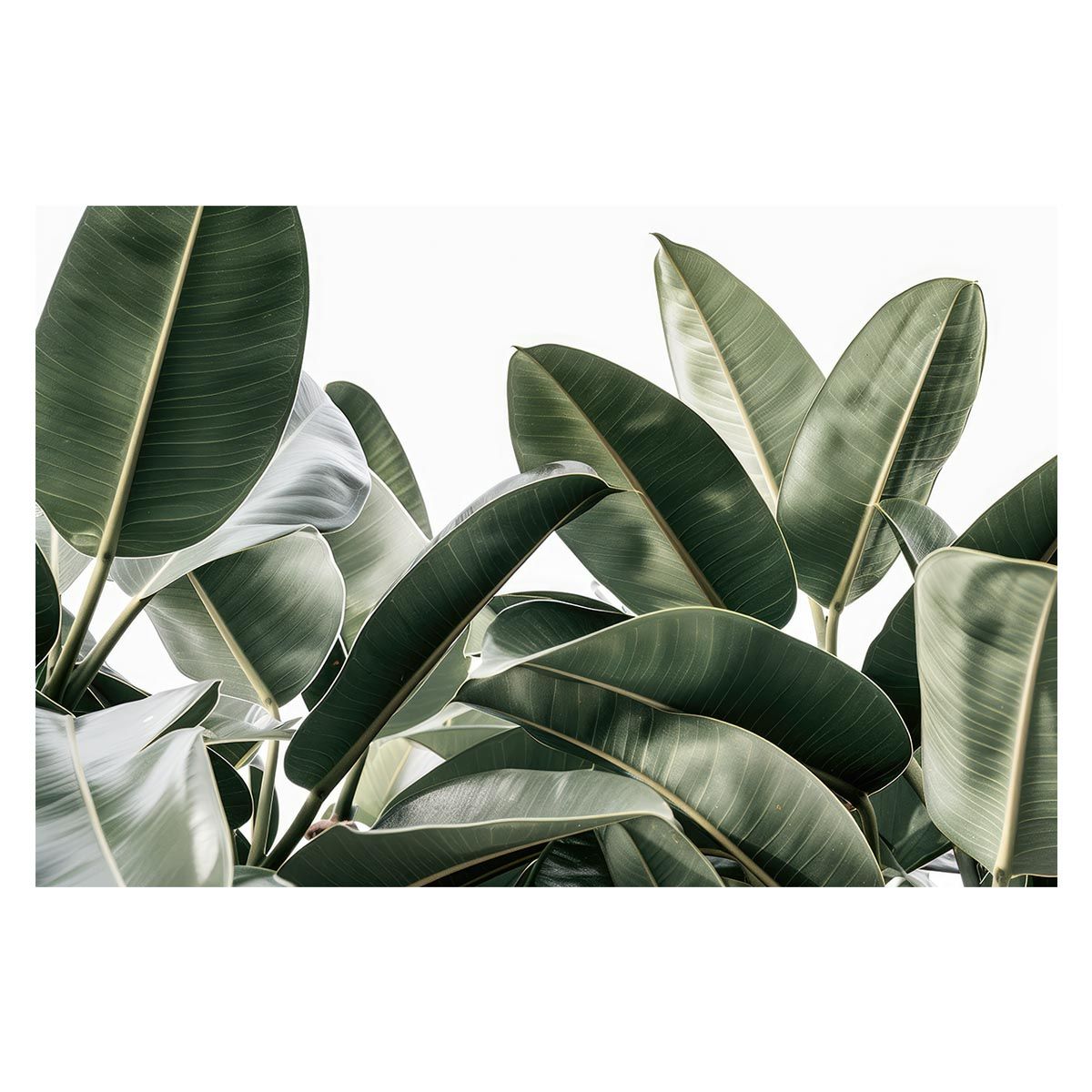【A1サイズ（約59x84cm）】【lh-poster-4784】植物 グリーン 葉っぱ 観葉 ポスター ボタニカル 草 自然 インテリア アート