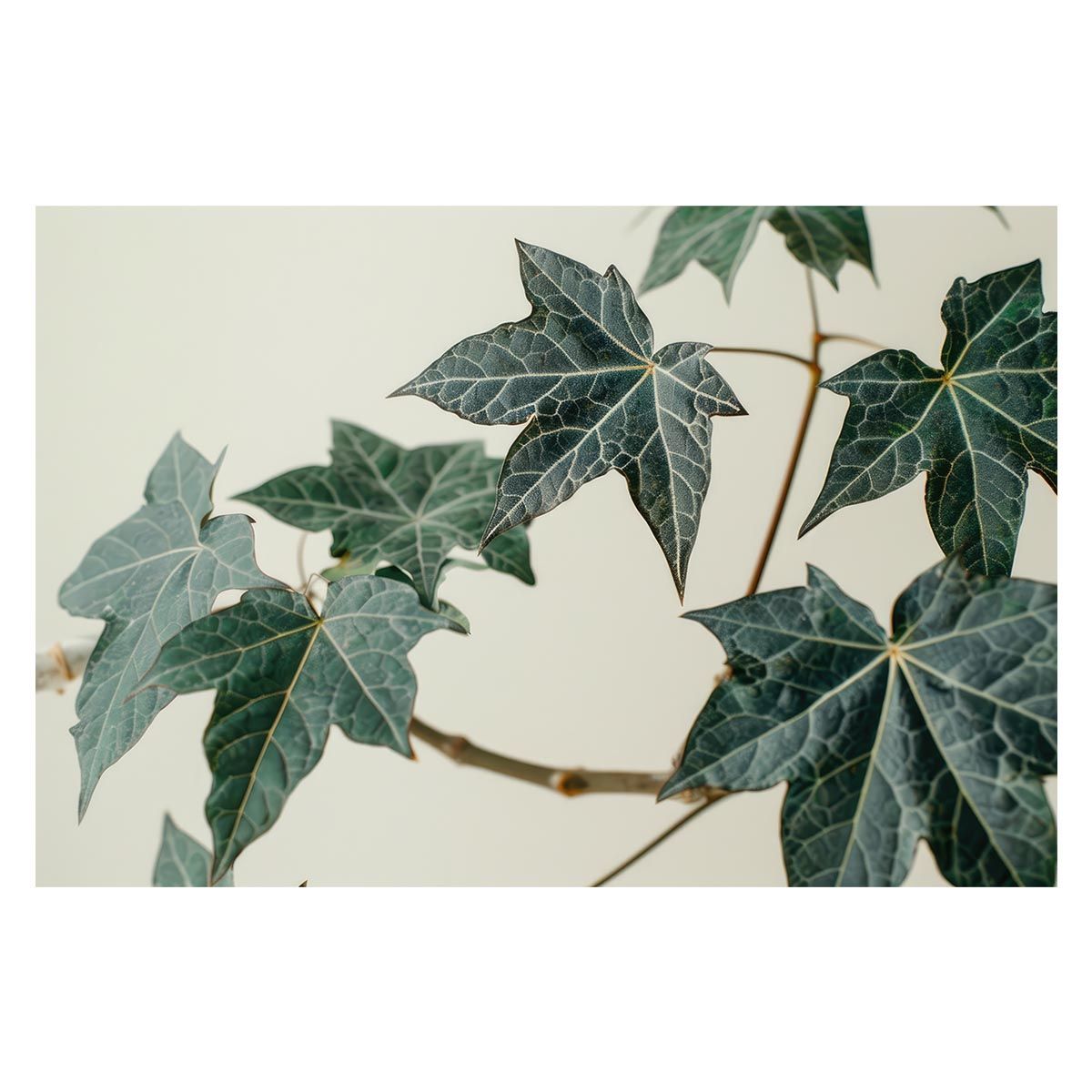 Salomon レディース スノーボードブーツ 24.0cm ブーツケース付 吸盤＋8個】 フレア MJ55S サンシェード カーテン 車中泊 グッズ