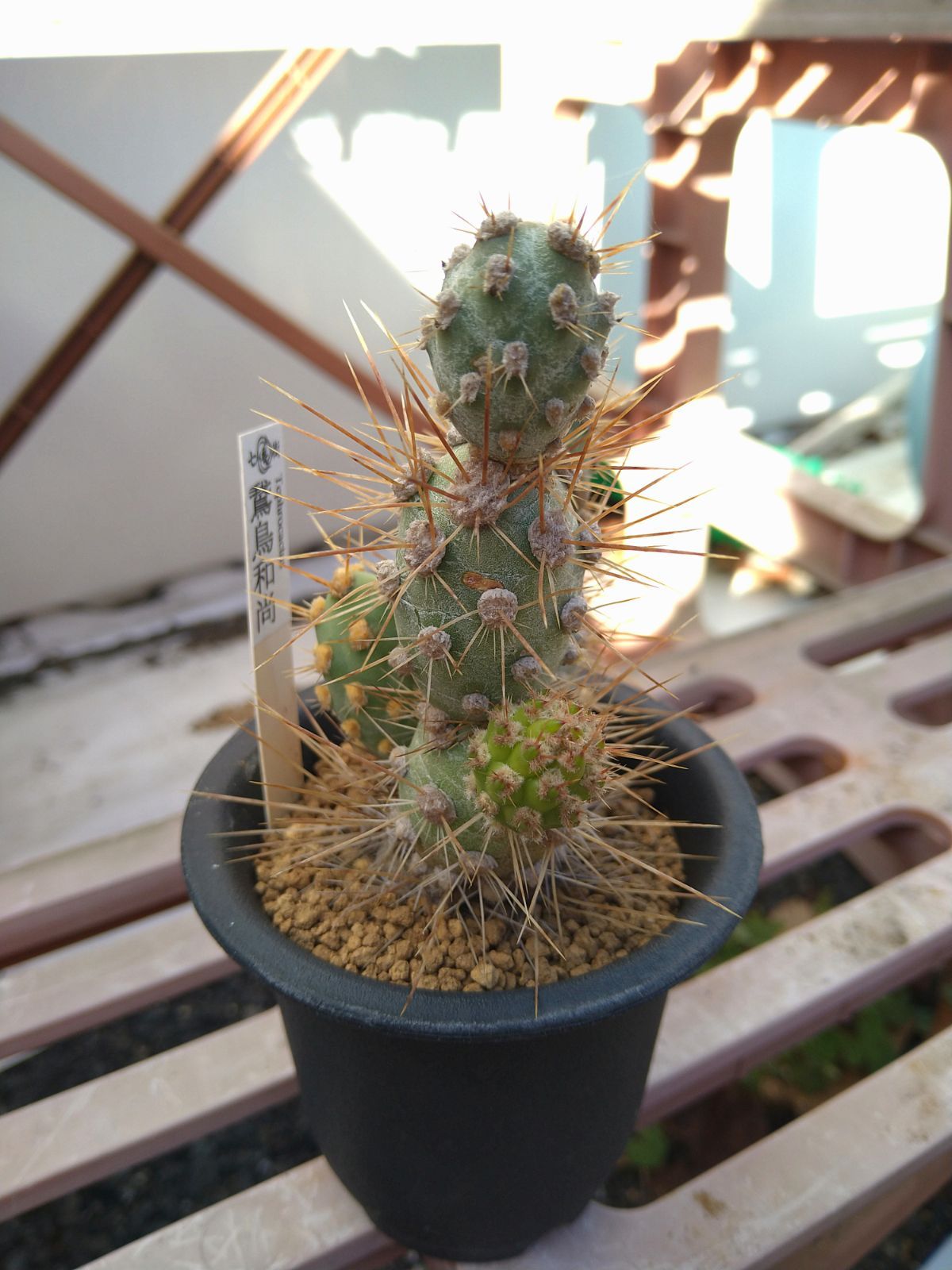 鵞鳥和尚 サボテン - メルカリ