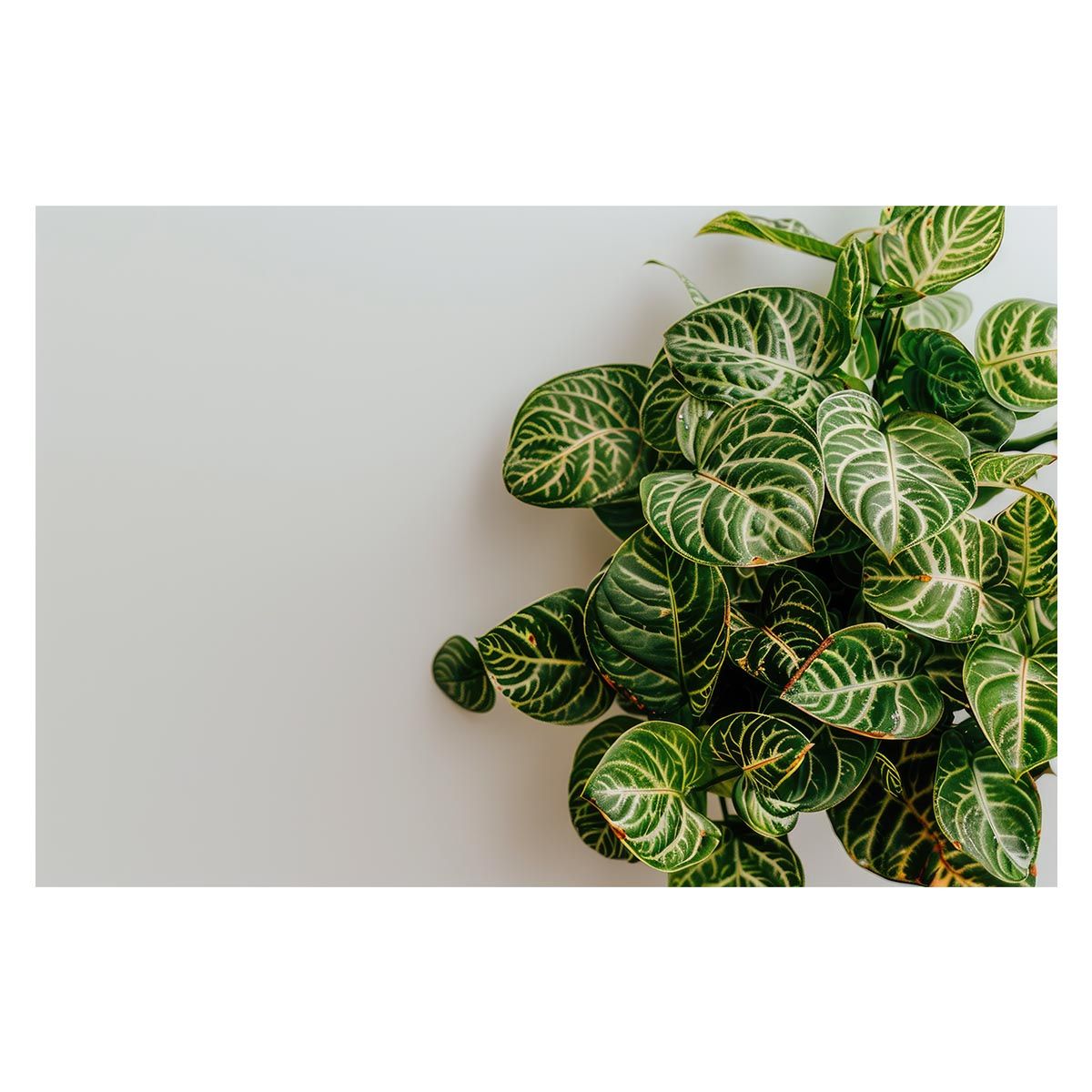 タイプA がまかつ Re穂先 対応 フカセ釣り専用 カーボン穂先 (0512-2