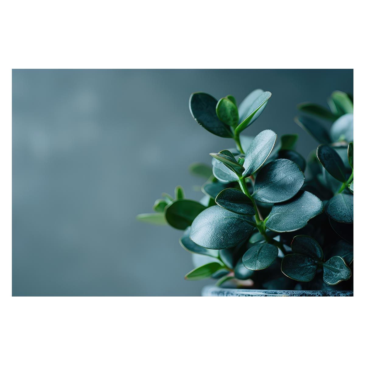 B2サイズ（約51x73cm）】【lh-poster-4820】植物 グリーン 葉っぱ 観葉