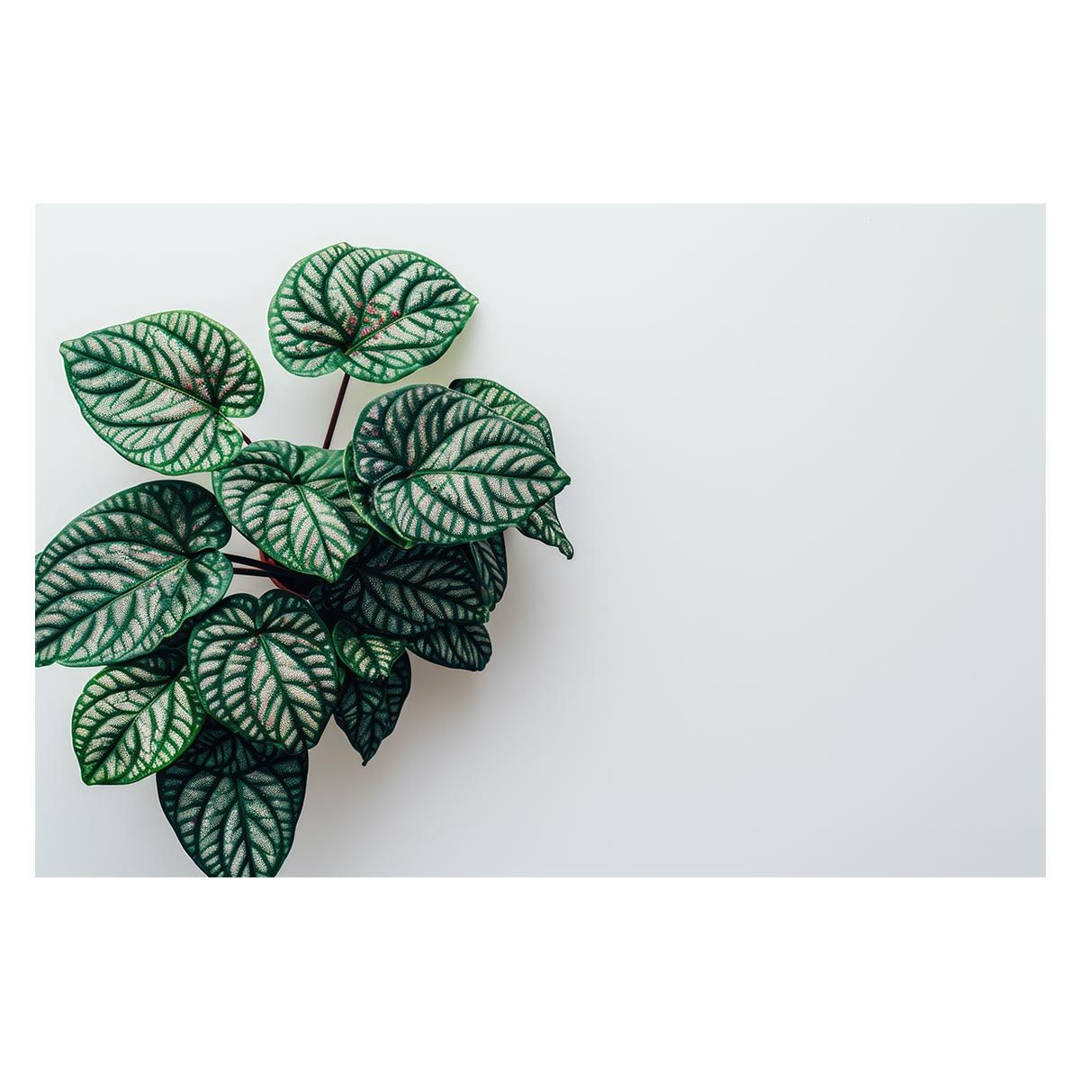 【A2サイズ（約42x59cm）】【lh-poster-4829】植物 グリーン 葉っぱ 観葉 ポスター ボタニカル 草 自然 インテリア アート