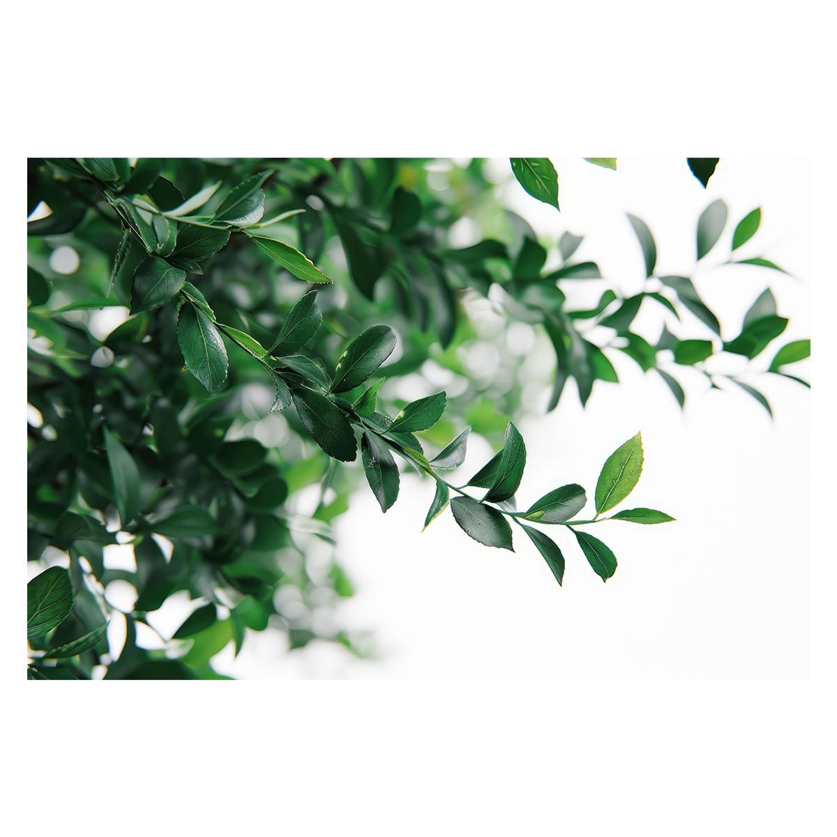 新品*RRL*リミテッドエディション スエード バレー トレー*ダブル