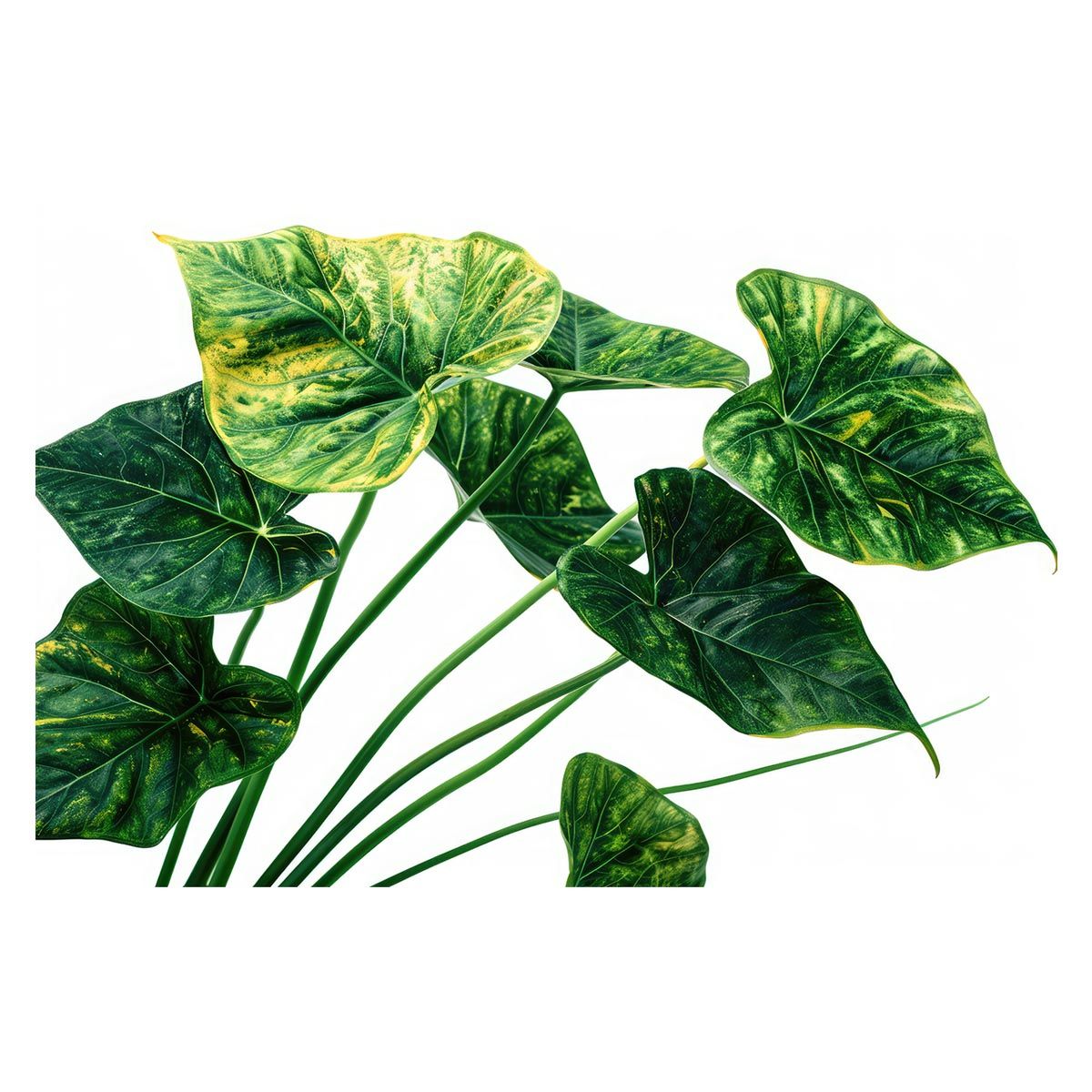 Y3169 マイセン 朱金オニオン カラーオニオン プレート 直径24.8㎝ D