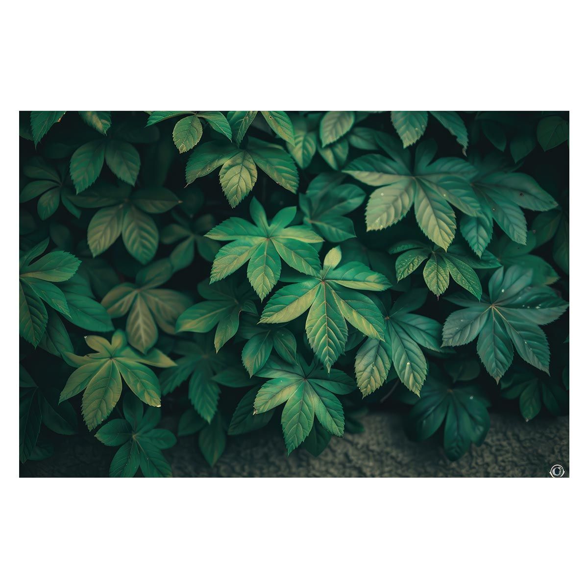 B2サイズ（約51x73cm）】【lh-poster-4868】植物 グリーン 割引 葉っぱ