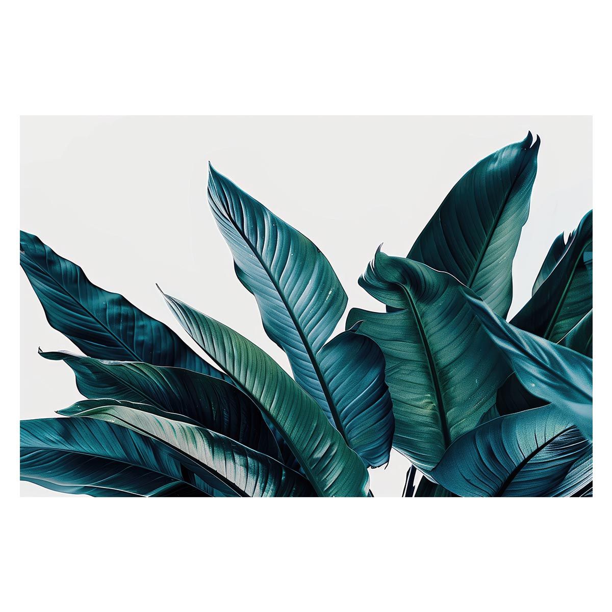 シャルモート関連 カルミナ オーディア コクリス オーディア FR