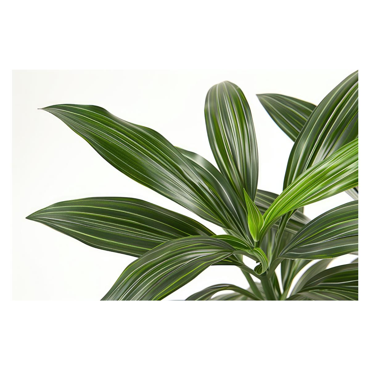 【B2サイズ（約51x73cm）】【lh-poster-4874】植物 グリーン 葉っぱ 観葉 ポスター ボタニカル 草 自然 インテリア アート