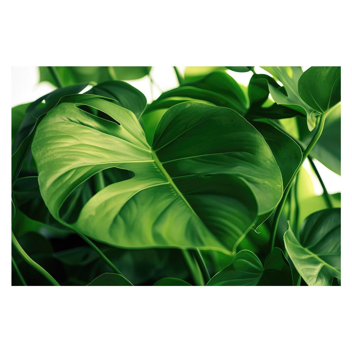 オンライン B15 リバティ ガーゼハンカチ 15×15