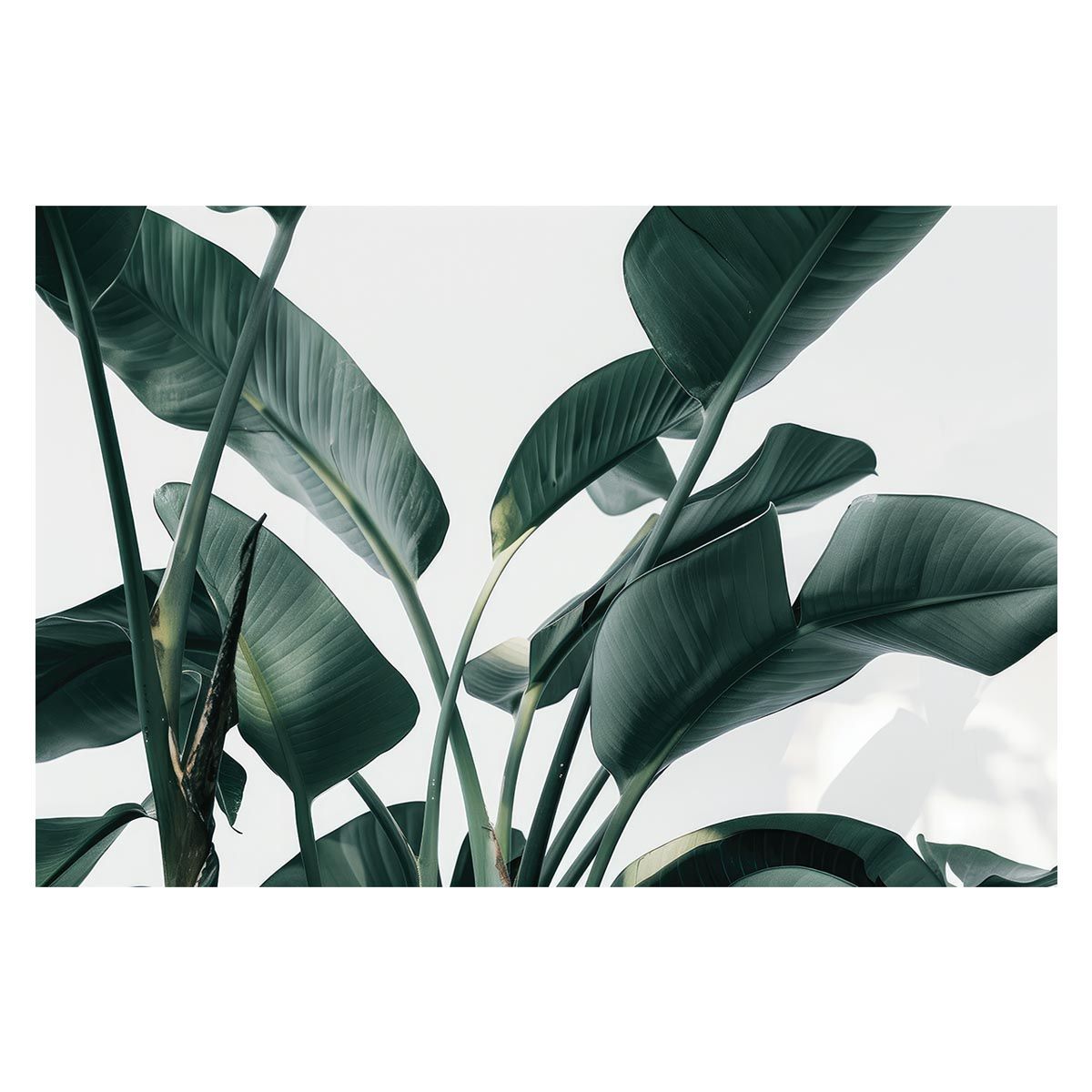 A2サイズ（約42x59cm）】【lh-poster-4895】植物 グリーン 葉っぱ 観葉