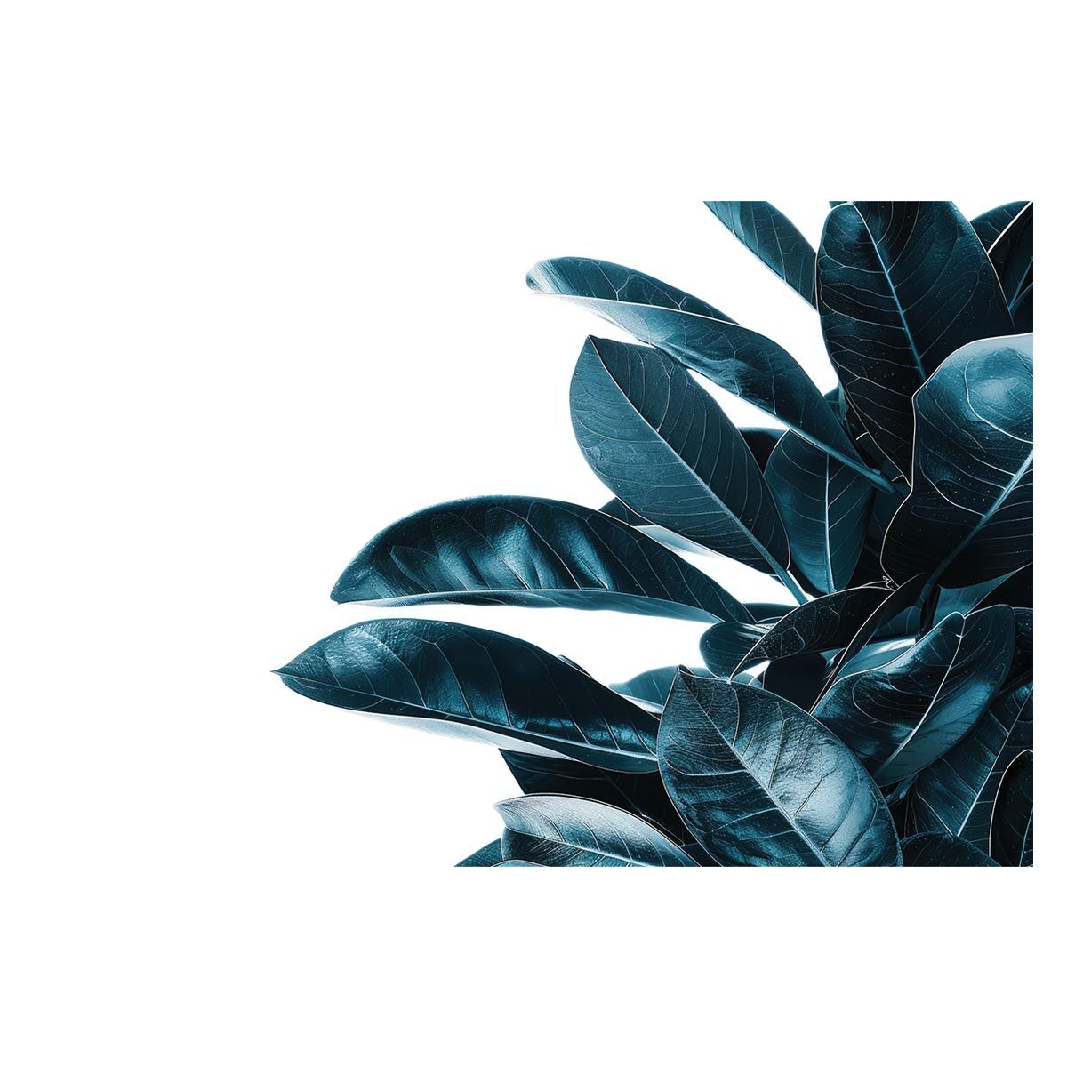 B2サイズ（約51x73cm）】【lh-poster-4902】植物 グリーン 葉っぱ 観葉