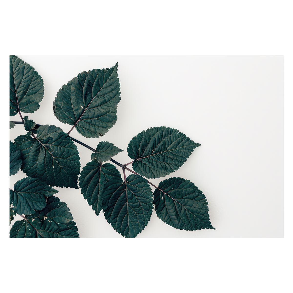 【A2サイズ（約42x59cm）】【lh-poster-4930】植物 グリーン 葉っぱ 観葉 ポスター ボタニカル 草 自然 インテリア アート