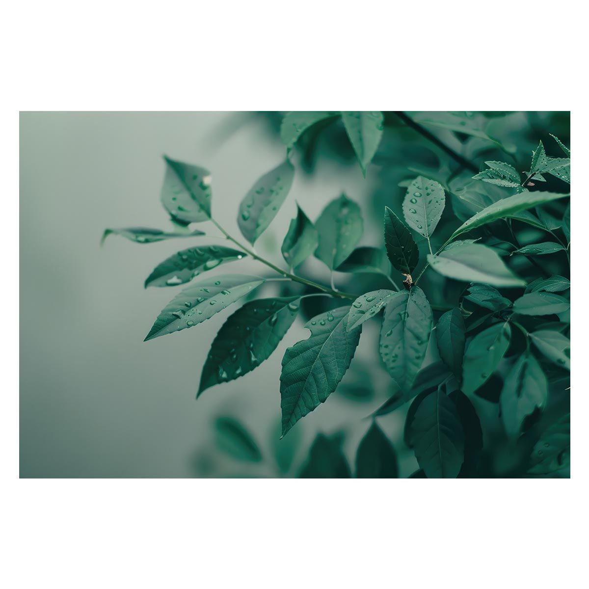 A1サイズ（約59x84cm）】【lh-poster-4958】植物 グリーン 葉っぱ 観葉