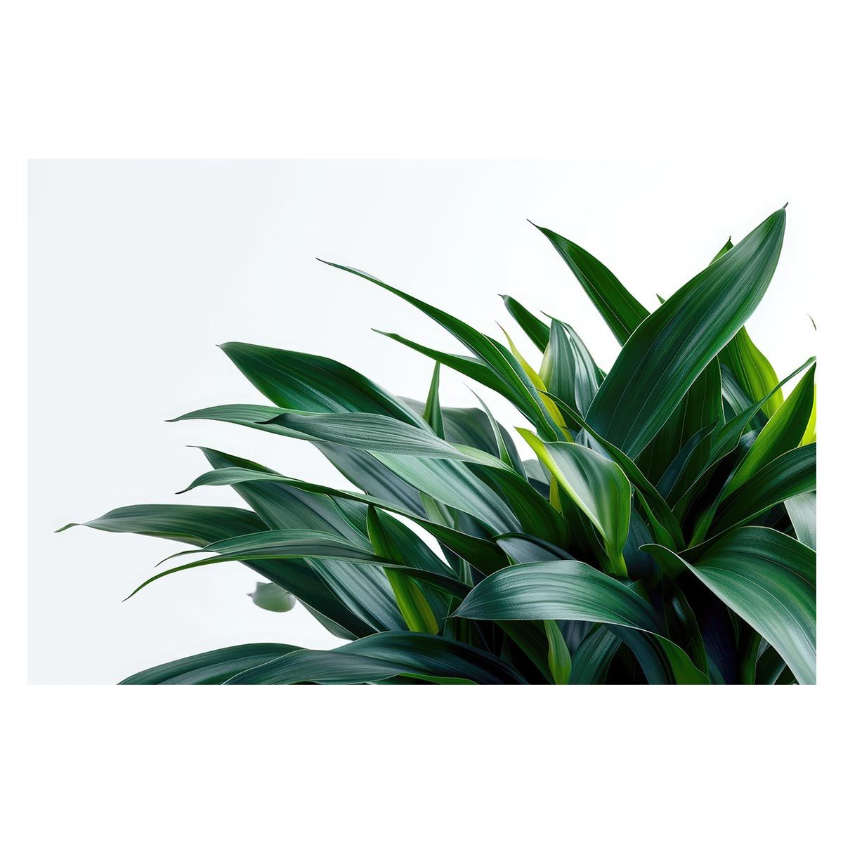 B2サイズ（約51x73cm）】【lh-poster-4770】植物 グリーン 葉っぱ 観葉