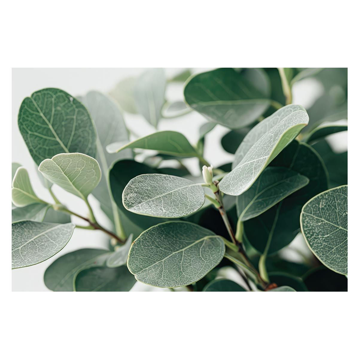 B2サイズ（約51x73cm）】【lh-poster-4966】植物 グリーン 葉っぱ 観葉