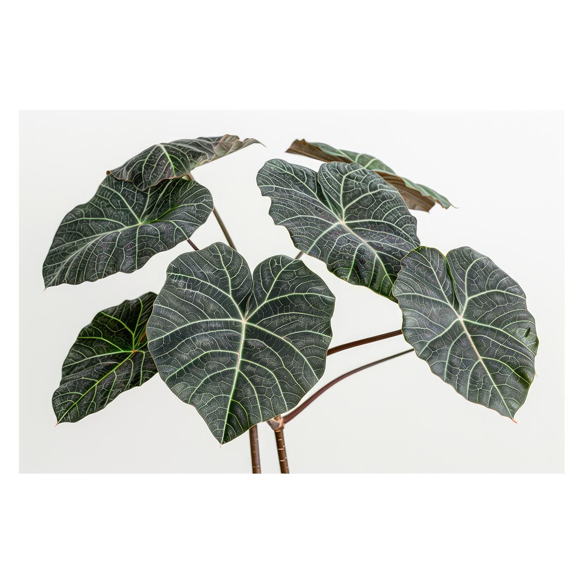 B1サイズ（約73x103cm）】【lh-poster-5002】植物 グリーン 葉っぱ