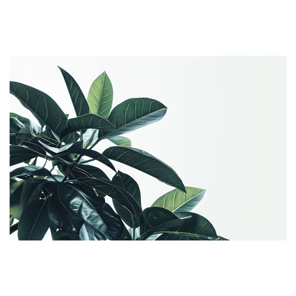 【B2サイズ（約51x73cm）】【lh-poster-5018】植物 グリーン 葉っぱ 観葉 ポスター ボタニカル 草 自然 インテリア アート