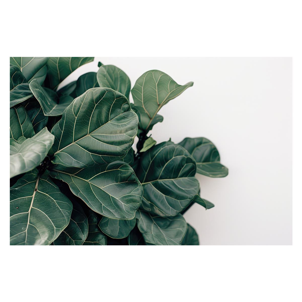 【B1サイズ（約73x103cm）】【lh-poster-5021】植物 グリーン 葉っぱ 観葉 ポスター ボタニカル 草 自然 インテリア アート