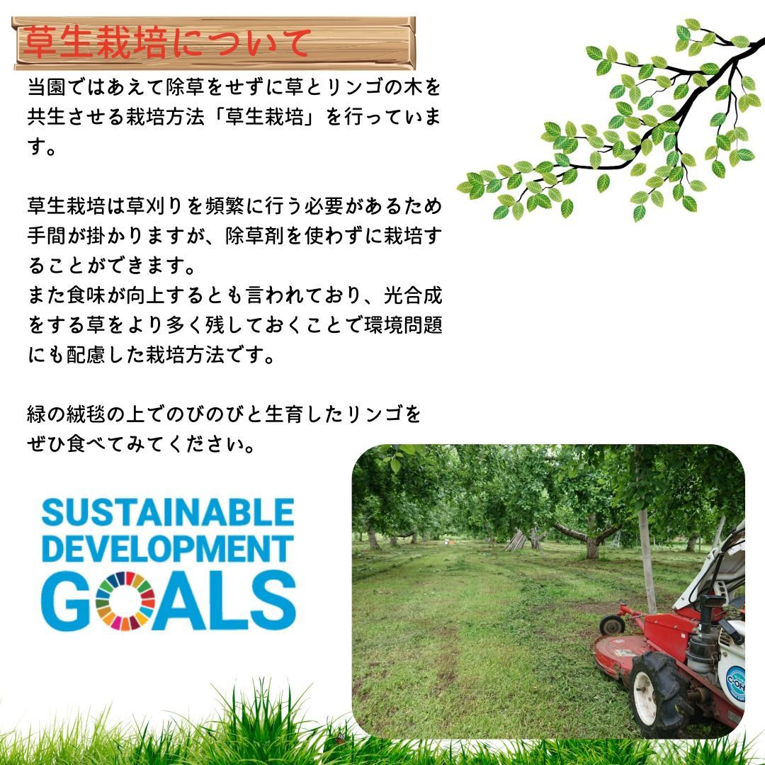 リンゴ　10kg⑮　山形県産サンふじ　家庭用　産地直送　ギフト　子供のおやつにも リンゴ 10kg⑤ 山形県産サンふじ 家庭用 産地直送 ギフト 子供のおやつに