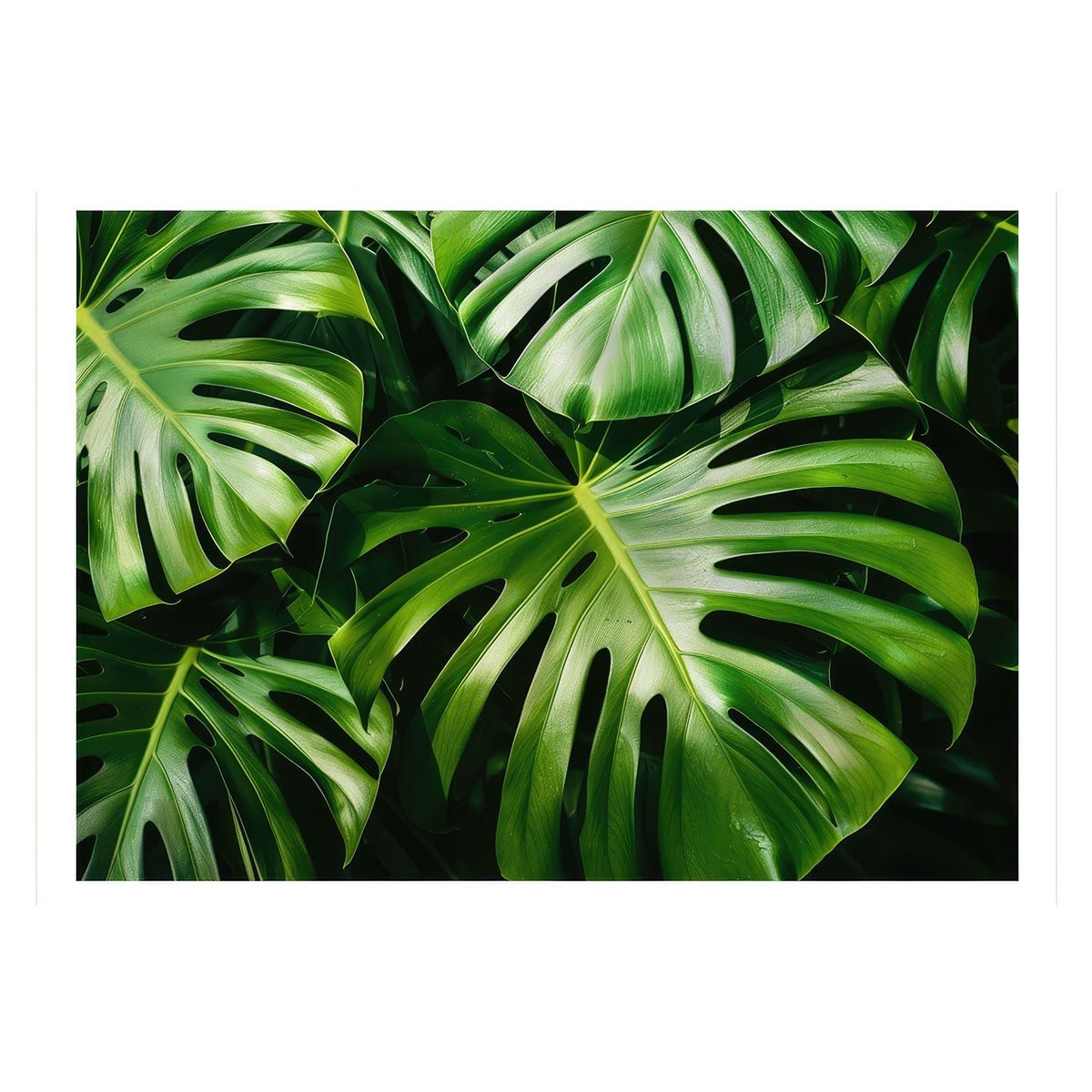 A2サイズ（約42x59cm）】【lh-poster-4294】モンステラポスター