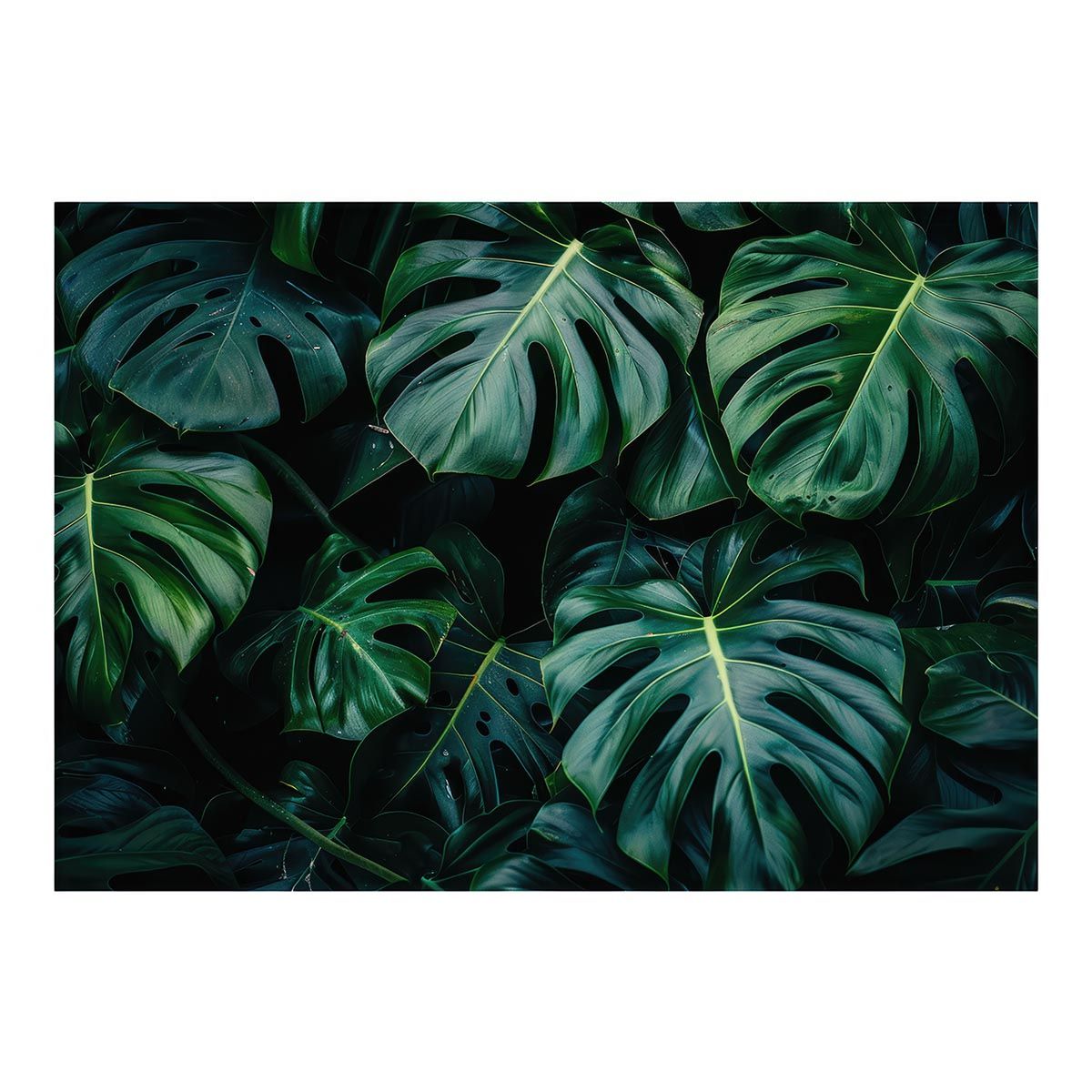 【A1サイズ（約59x84cm）】【lh-poster-4295】モンステラポスター トロピカル 熱帯植物 ハワイアン ボルシギアナ デリシオーサ アダンソニー 葉っぱ グリーン 植物 南国 インテリア アート