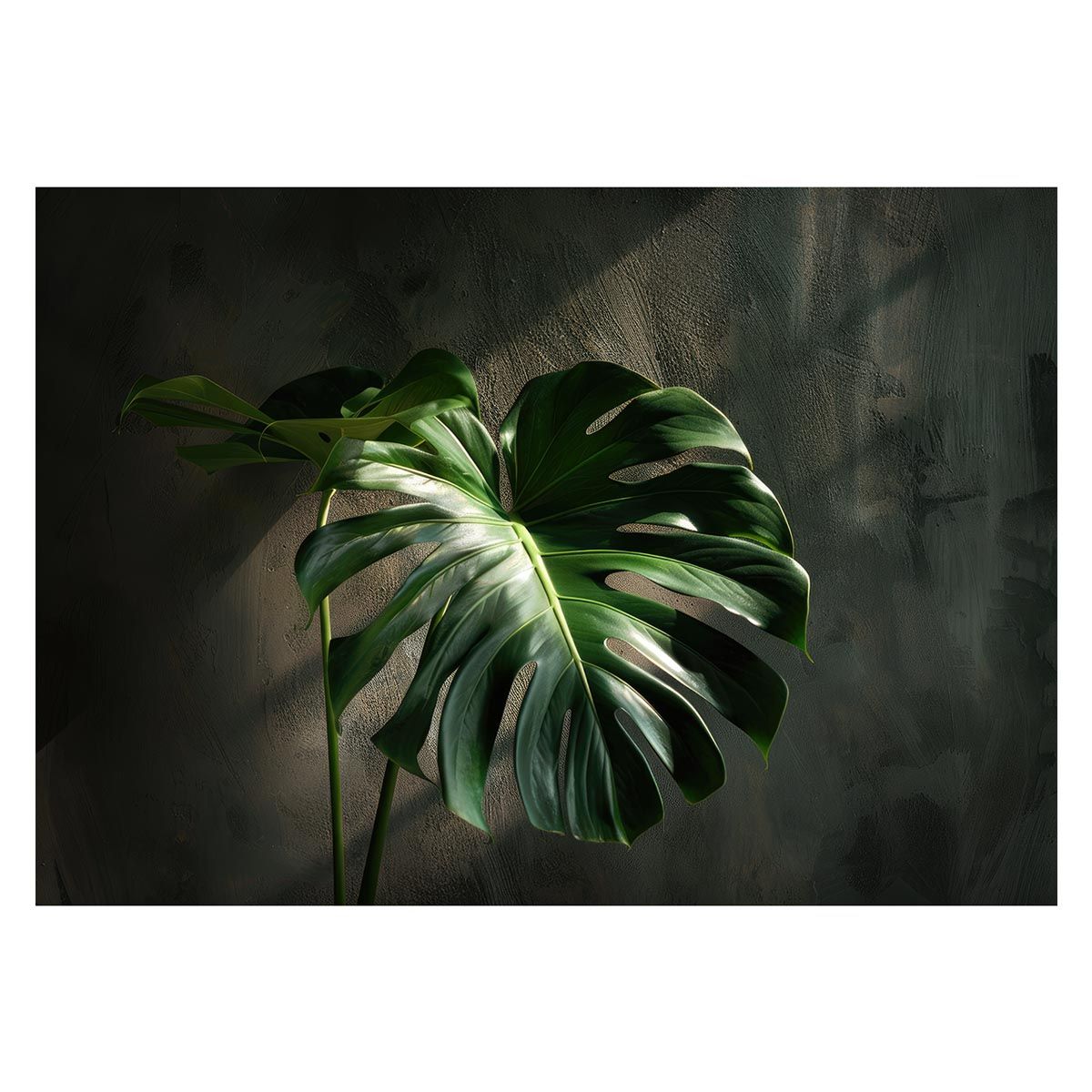 B1サイズ（約73x103cm）】【lh-poster-4298】モンステラポスター