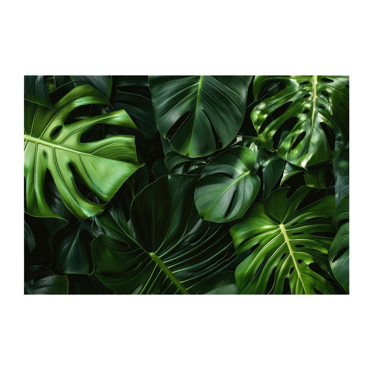 A1サイズ（約59x84cm）】【lh-poster-4304】モンステラポスター 購入