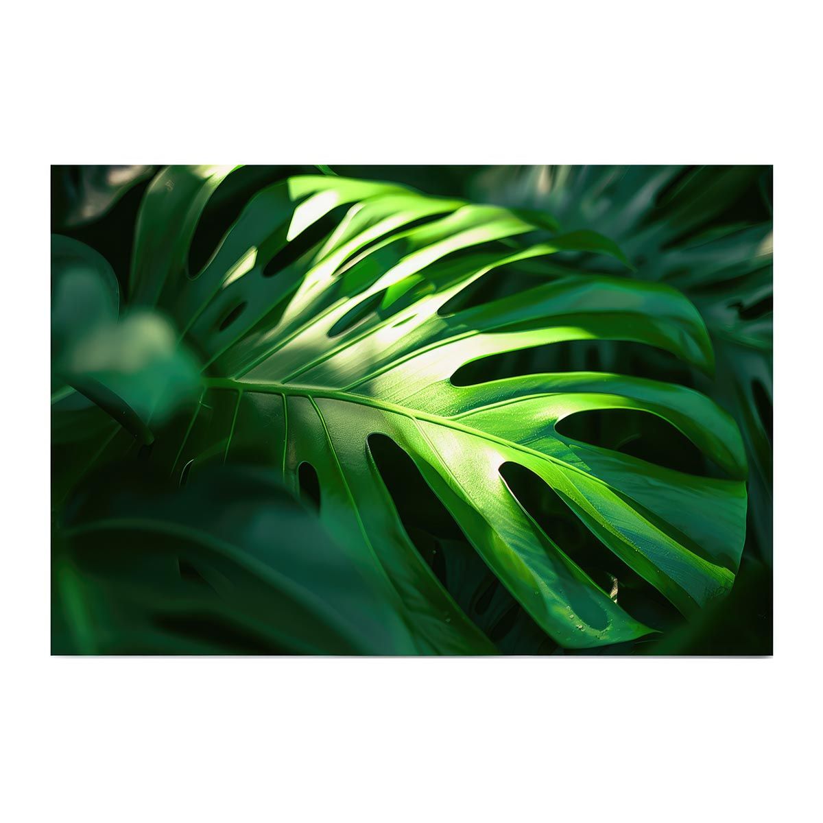 【A2サイズ（約42x59cm）】【lh-poster-4306】モンステラポスター トロピカル 熱帯植物 ハワイアン ボルシギアナ デリシオーサ アダンソニー 葉っぱ グリーン 植物 南国 インテリア アート